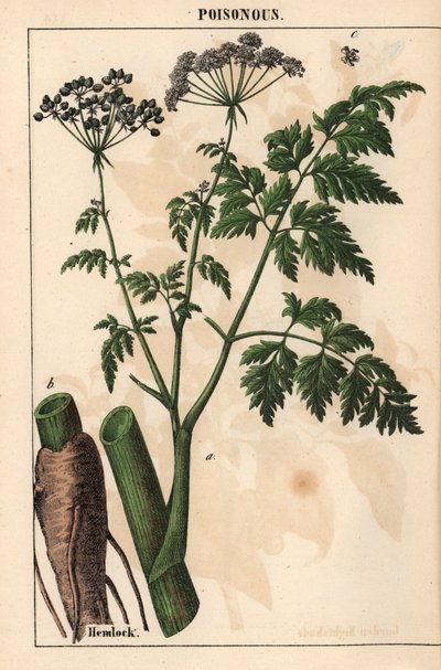 Hemlock nebo Conium maculatum   , z „Poučné obrázkové knihy aneb lekce ze světa zeleniny“, [Charlotte Mary Yonge], Edinburgh od English School