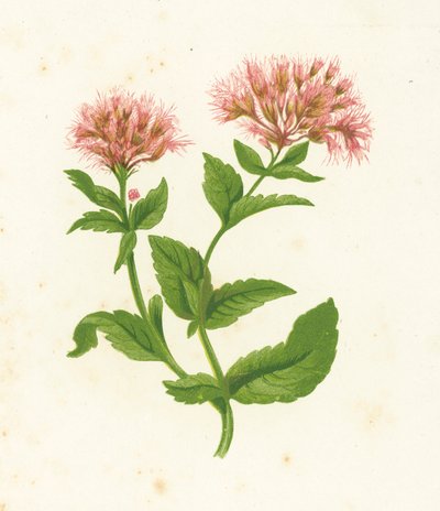 Řepík konopný, Eupatorium Cannabinum od English School