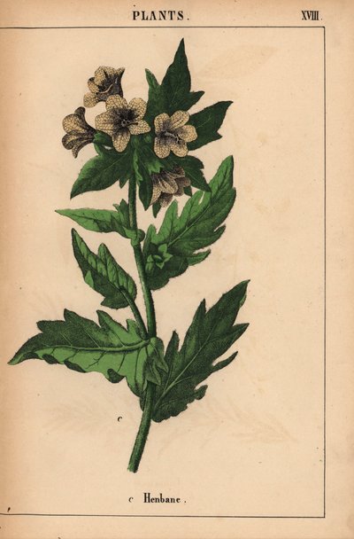 Blín   , z „Poučné obrázkové knihy aneb lekce ze světa zeleniny“, [Charlotte Mary Yonge], Edinburgh od English School