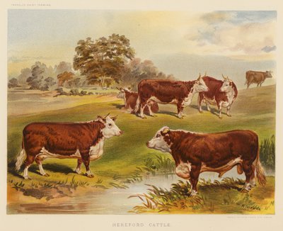 Herefordský skot (barevná litografie) od English School