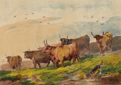 Highland Cattle od English School