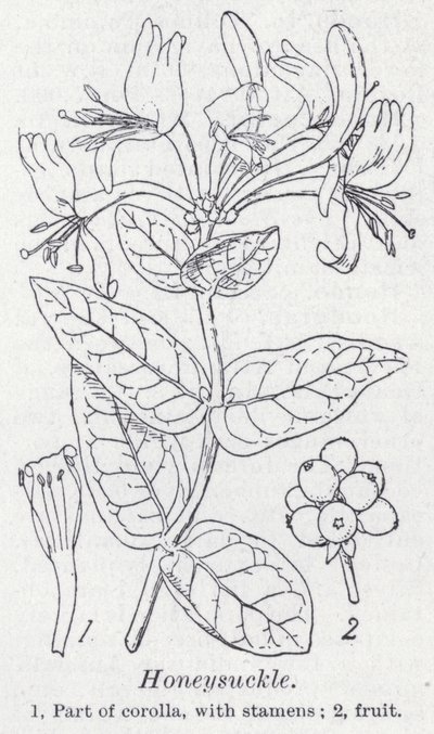 Zimolez (litho) od English School