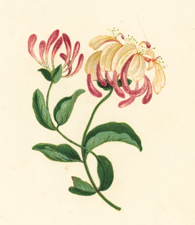 Zimolez, Lonicera Periclymenum (barevná litografie) od English School