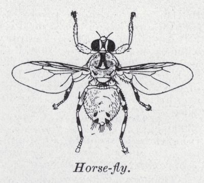 Moucha (litho) od English School