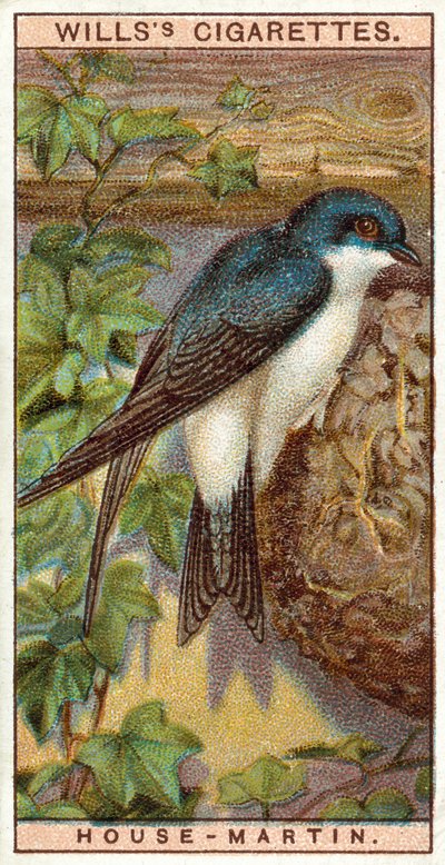 House-Martin od English School