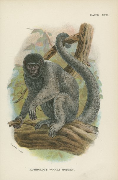Opice Humboldts Woolly Monkey od English School