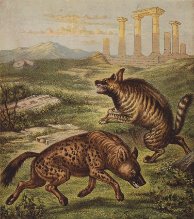 Hyena (barevná litografie) od English School
