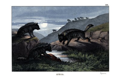 Hyena od English School