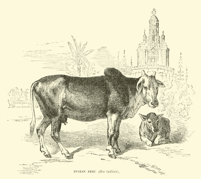 Indiáni zebu, šéf indicus od English School