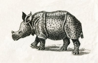 Nosorožec indický nebo větší nosorožec jednorohý, Rhinoceros unicornis, z tisku (rytina) z 18. století od English School