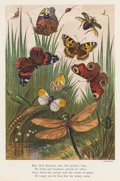 Hmyz (barevná litografie) od English School
