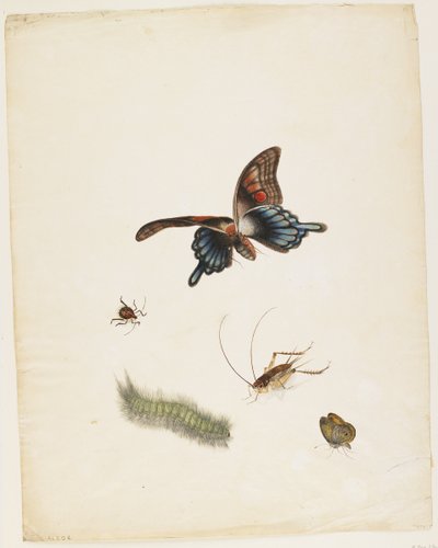 Hmyz, c.1805 (černý inkoust, wc a grafit na papíře) od English School