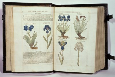 Iris (Flowers de-luce), šest odrůd z „První knihy historie rostlin“ od Johna Gerarda, vydané v roce 1597 od English School