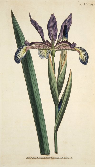 Iris Spuria (Spurious Iris), z The Botanical Magazine or Flower Garden Displayed, pub. 1790 (ručně kolorovaná rytina) od English School