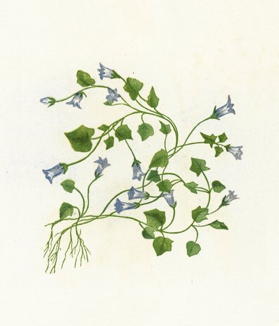 Břečťanolistý zvonek, Campanula Hederacea od English School