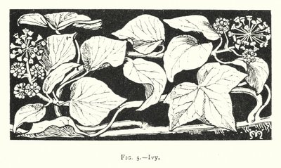 Ivy (rytina) od English School