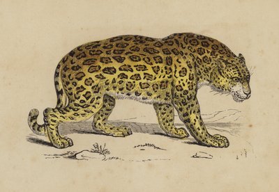 Jaguar (barva lito) od English School
