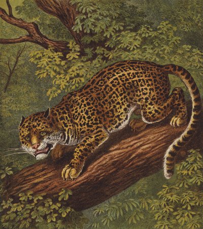 Jaguar (barva lito) od English School