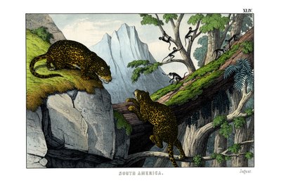 Jaguar od English School