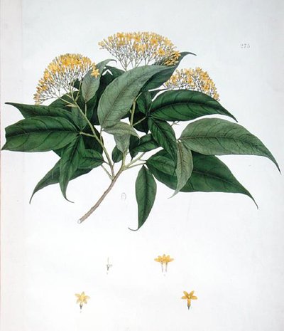 Jasminum Heterophyllum (barevné lito) od English School