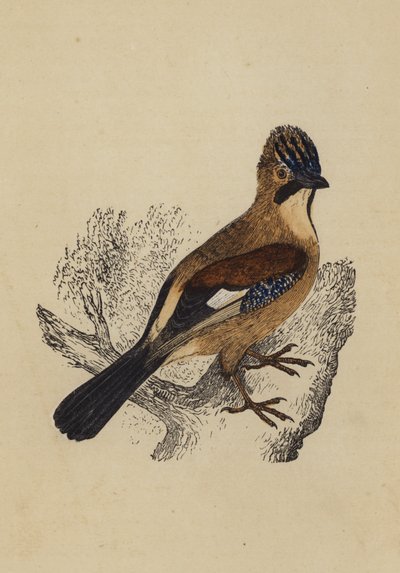 Jay (barevná litografie) od English School