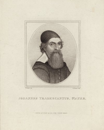 Johannes Tradescantus Pater od English School