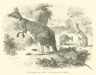 Klokani doma, australská scéna od English School