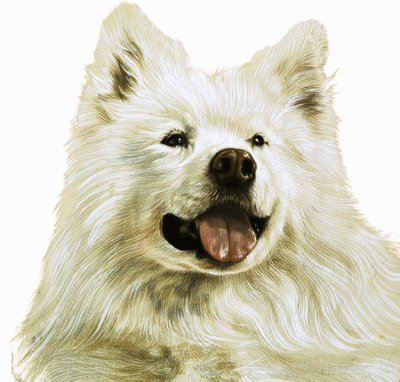 Keeshond od English School