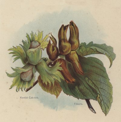 Kentish Cob-nuts, Filberts od English School