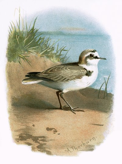 Kentish Plover od English School
