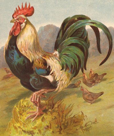 Král drůbežího dvora (barevná litografie) od English School