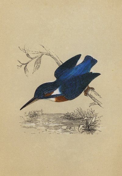 Kingfisher (barevná litografie) od English School