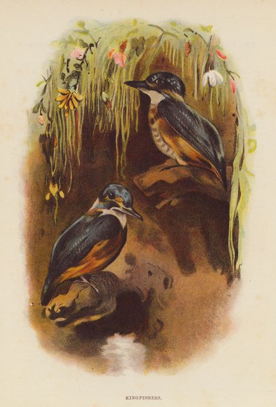 Zimolezové (barevná litografie) od English School