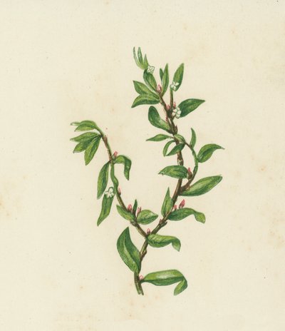 Knot Grass, Polygonum Aviculare (barevná litografie) od English School