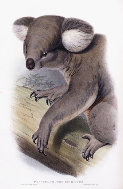 Koala - Phascolarctos cinereus, 1845-1863 od English School