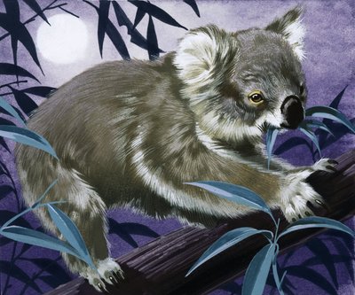 Koala v gumovníku od English School