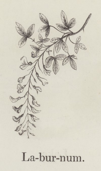 Laburnum (rytina) od English School