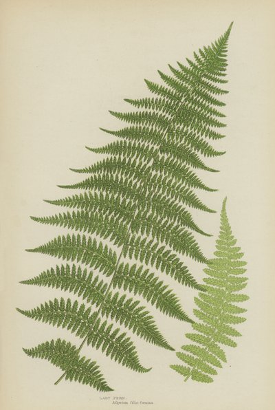 Lady Fern (barva lito) od English School