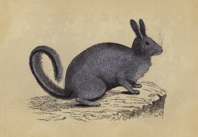 Lagotis (barevná litografie) od English School