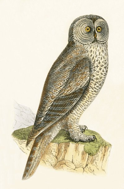 Lap Owl, ilustrace z „Historie ptáků Evropy nepozorovaných na Britských ostrovech“ od Charlese Roberta Bree (1811-86), vydáno 1867 od English School