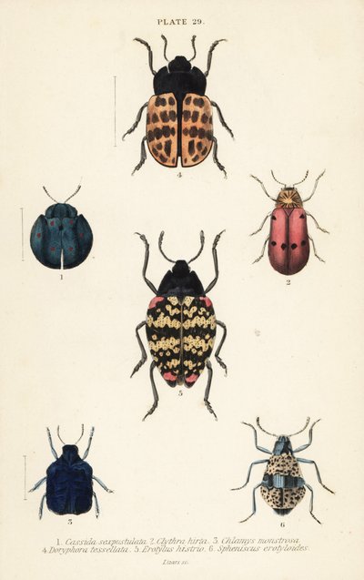 List brouci: Cyrtonota sexpustulata 1, Lachnaia hirta 2, Chlamys monstrosa 3, Doryphora tessellata 4, Erotylus actor 5 a Spheniscus erotyloides 6 od English School