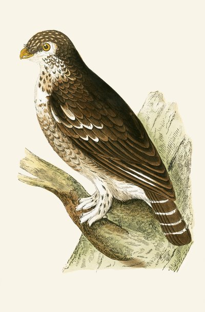 Nejmenší evropský vrabec, ilustrace z knihy "A History of the Birds of Europe Not Observed in the British Isles" od Charlese Roberta Bree (1811-86), vydáno 1867. od English School
