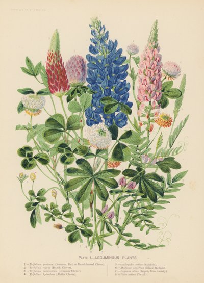 Leguminózy (barevná litografie) od English School