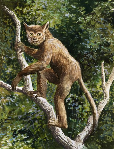 Lemur od English School
