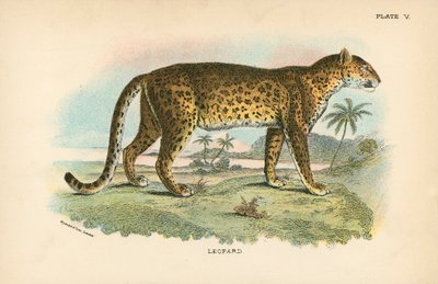 Leopardí od English School