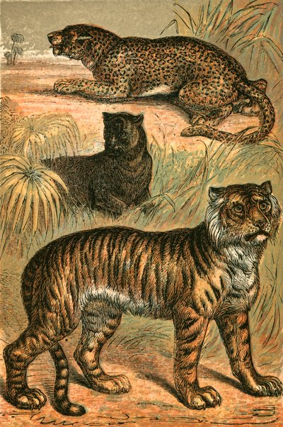 Leopard, Black Panther a Tygr od English School