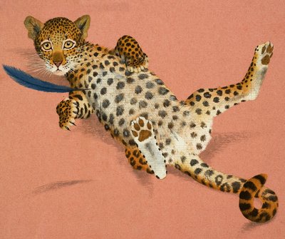 Leopardí mládě od English School