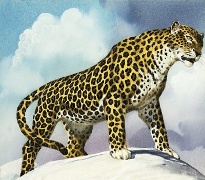 Leopard ve sněhu od English School