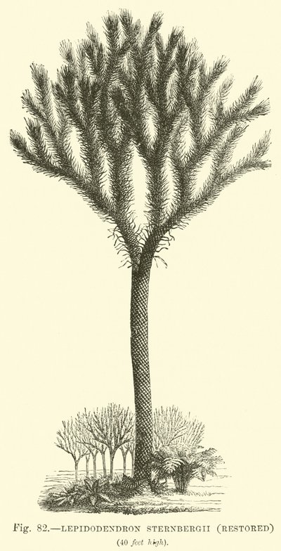 Lepidodendron Sternbergh, obnoven od English School