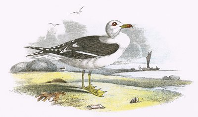 Lesser Black backed racek od English School